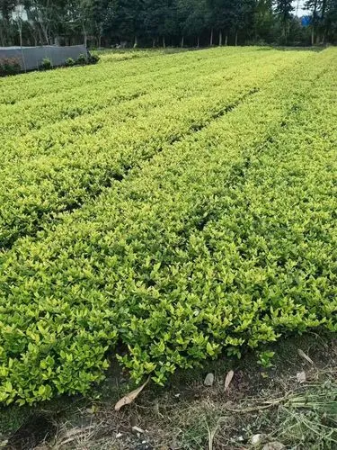 桐城绿化树苗批发市场在哪儿