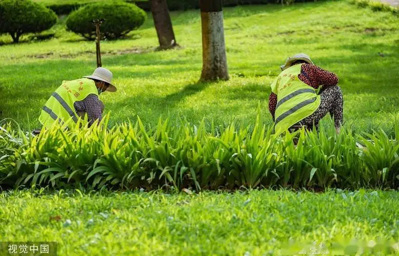 巴中园林绿化草坪批发市场